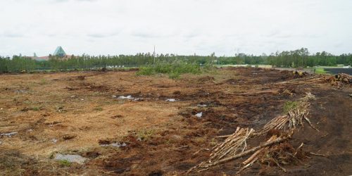 Forestry Mulching, Land Clearing, lot Clearing