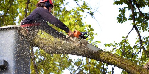 Tree Service - Tree Clean Up