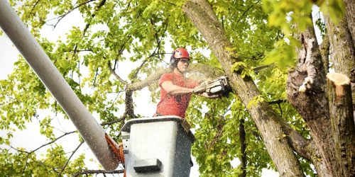 Tree Service, Tree Trimming, Tree Removal