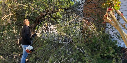 Tree Service - Tree Clean Up