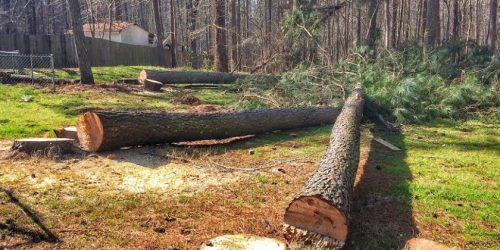 Tree Service - Tree Clean Up